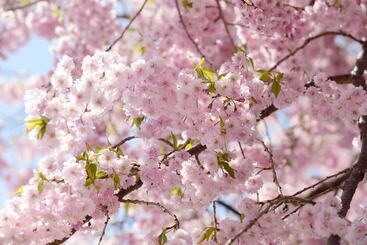 Kawaguchiko Country Cottage Ban