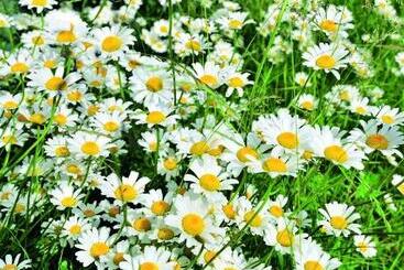 Hotell Pension Heidi