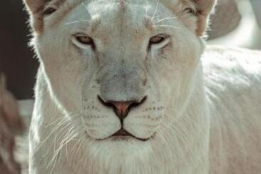 פנסיון Lion S View Accommodation