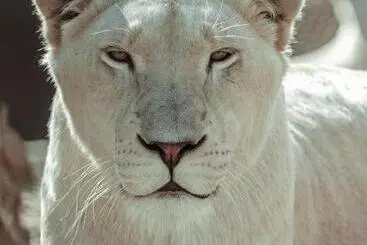 Majatalo Lion S View Accommodation