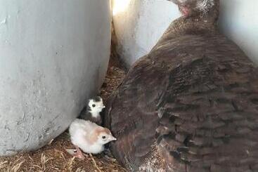 Complejo Campo Alegre