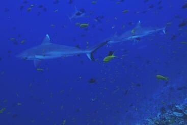 پانسیون Morus Bliss Divers Preferred