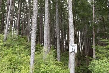 Tall Trees Bed & Breakfast