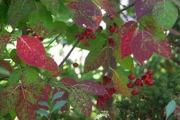 Рёкан 伊藤屋