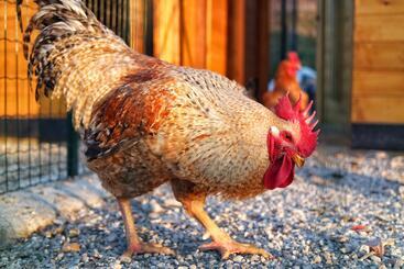 ホテル Fracanzana