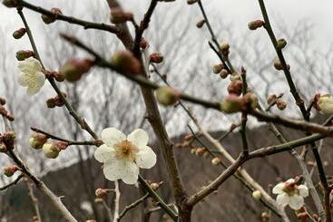 فندق Gran Terrace Le Lien Hakone
