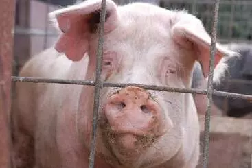 Hotelli Il Giogo Agriturismo