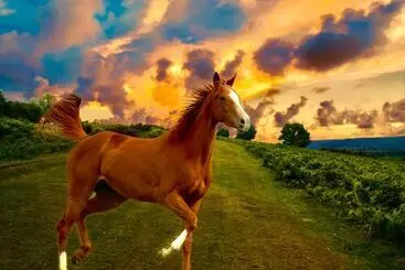 Hotelli Holiday Inn Express & Suites Ocala, An Ihg