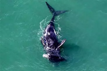 Hotel Silvestre Praia