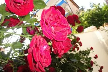 Pension  Borko Guest House