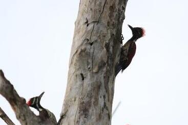 Pensão Mailagama Cinnamon Residence