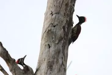 Pensió Mailagama Cinnamon Residence