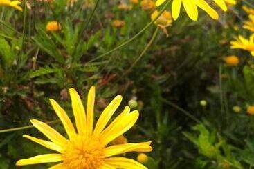 پانسیون Astakos Apartments Budva