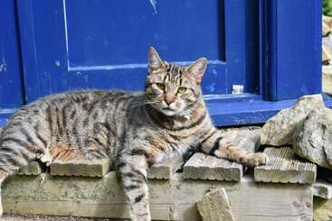 ベッドアンドブレックファースト Low Mill Guesthouse