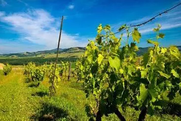 ホテル Agriturismo Il Canterino