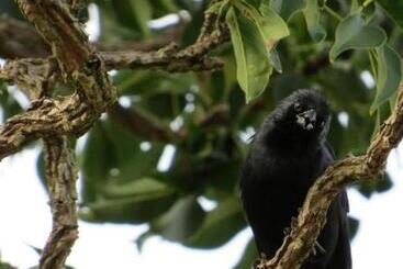 Pensionat Pousada Encantos Do Cerrado