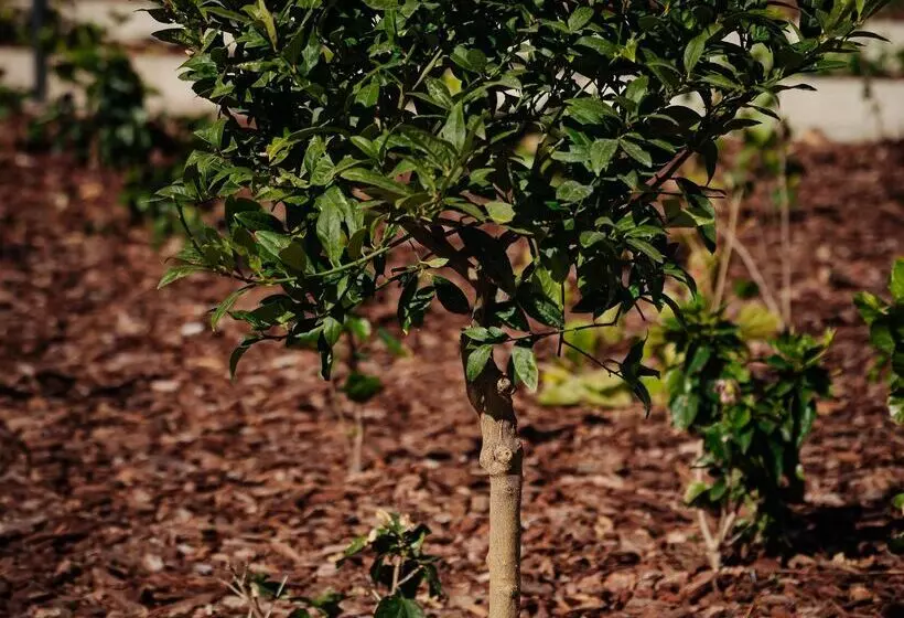 ホテル Thb Maria Isabel  Adults Only