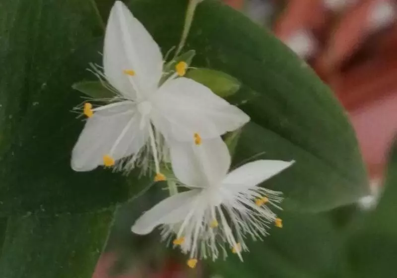 酒店 Castillo Lanjaron