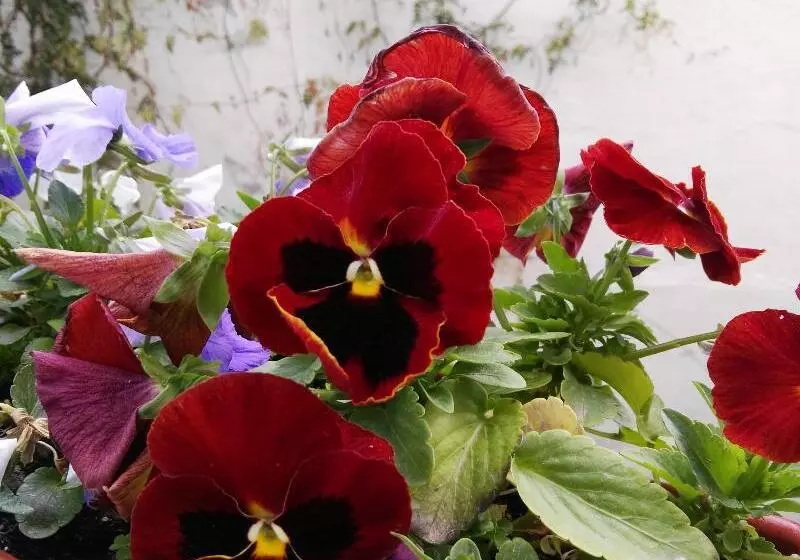 酒店 Castillo Lanjaron