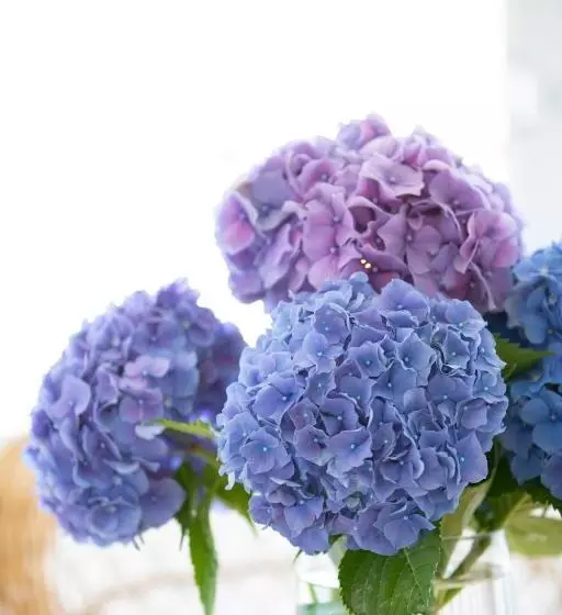 فندق Leal   La Sirena