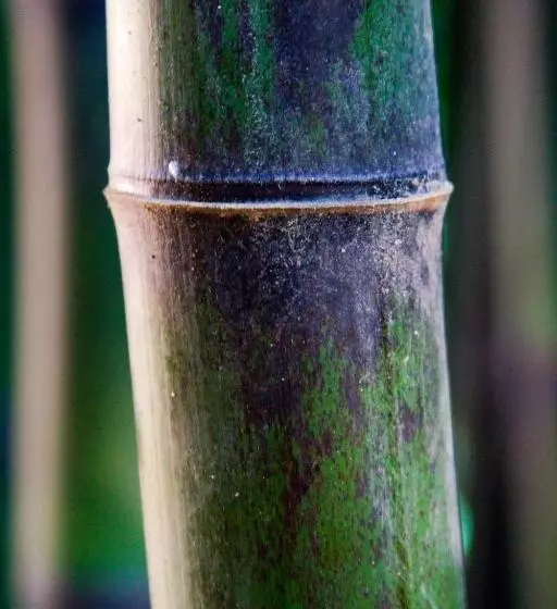 Balneario Hotel Dávila