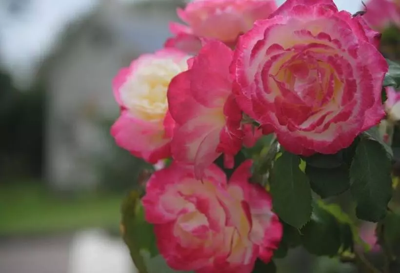 호텔 Airlie House Motor Inn