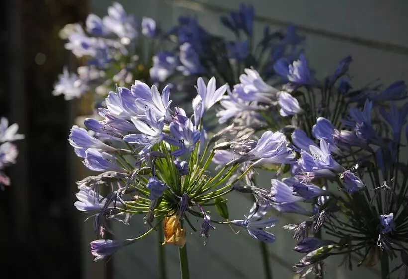 호텔 Airlie House Motor Inn