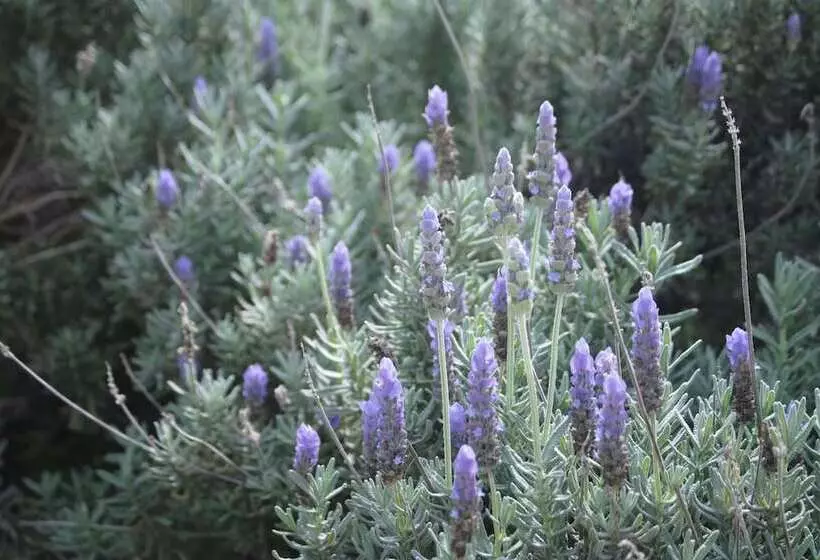 호텔 Airlie House Motor Inn