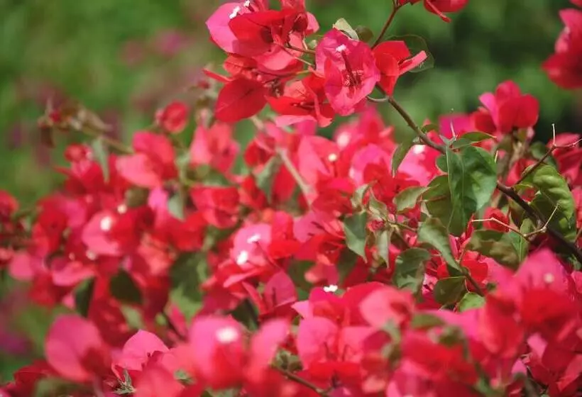 호텔 Airlie House Motor Inn