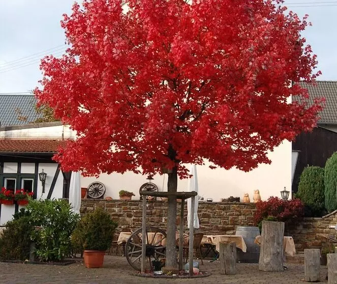 Отель Landgasthaus Pfahl