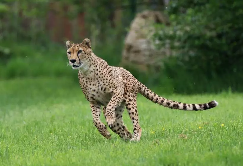 Clayton Hotel Silver Springs