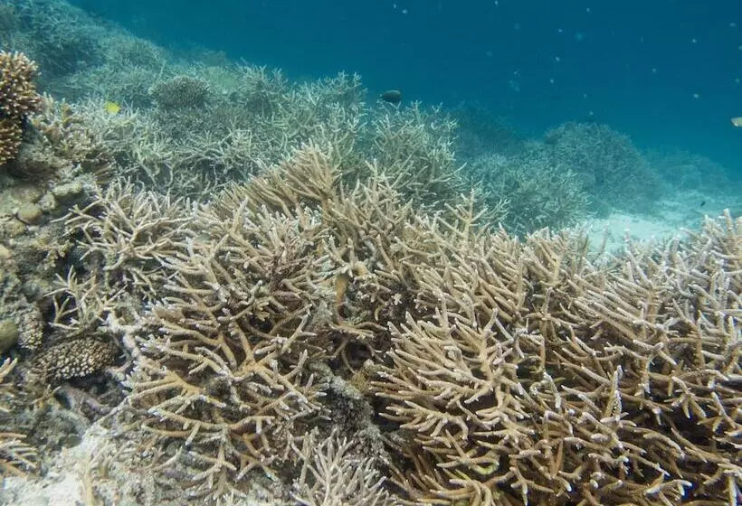 استراحتگاه Dhawa Ihuru