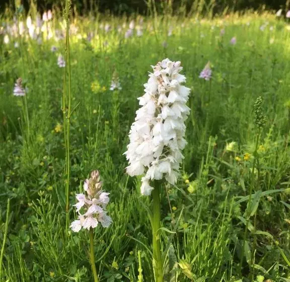 B&b Boutique Hotel De Waal