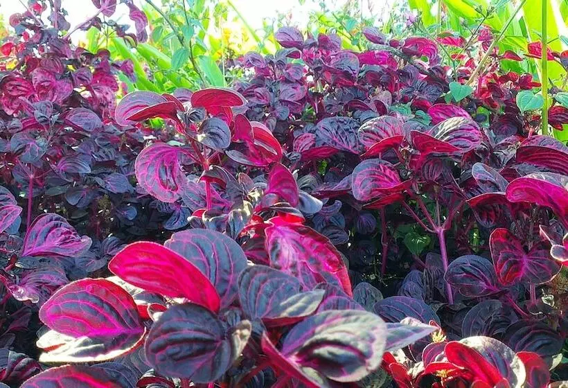 هتل Lagoon Gardens