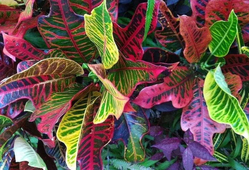 هتل Lagoon Gardens