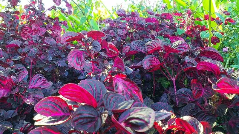 هتل Lagoon Gardens