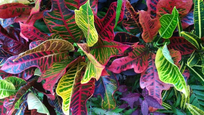 هتل Lagoon Gardens