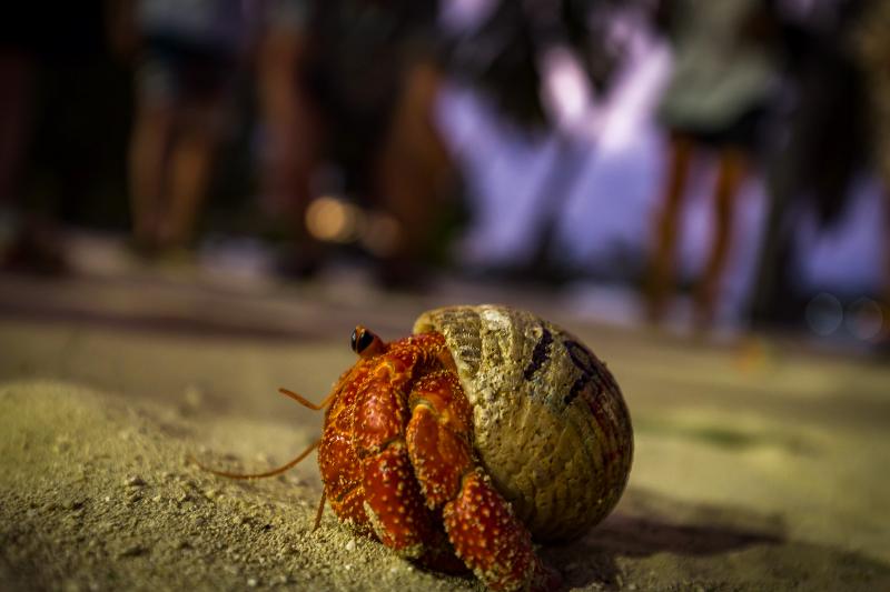 בית מלון כפרי Aitutaki Lagoon Private Island Resort