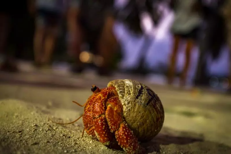 בית מלון כפרי Aitutaki Lagoon Private Island Resort