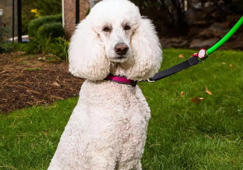 בית מלון כפרי Residence Inn Shelton Fairfield County