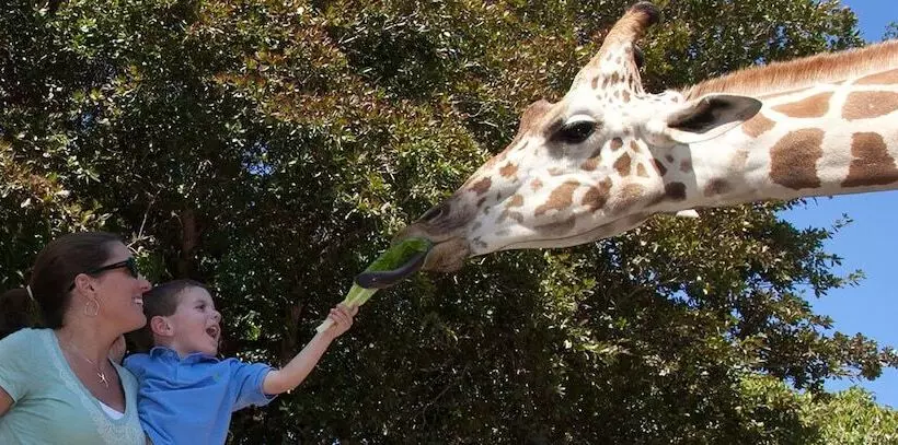 Naples Grande Beach Resort