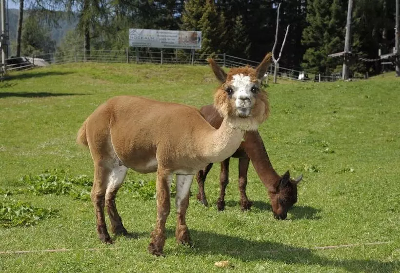 Kinder Und Familienhotel Nockalm