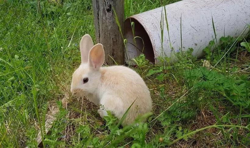 Kinder Und Familienhotel Nockalm