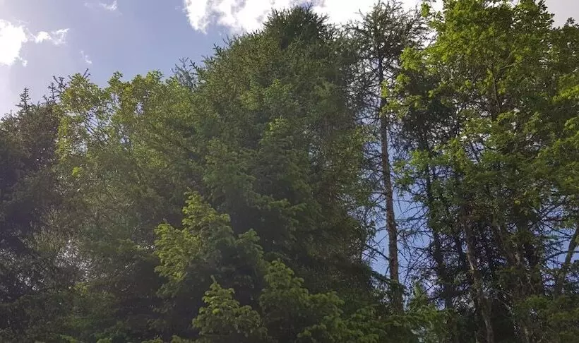 Kinder Und Familienhotel Nockalm