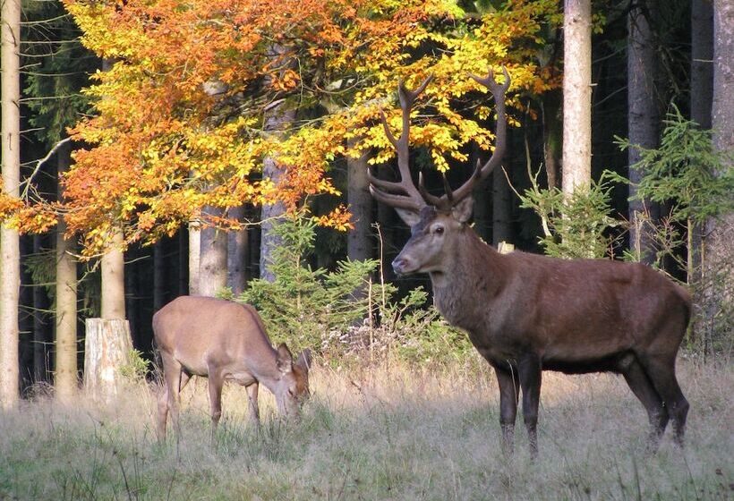 Berg & Spa Hotel Gabelbach