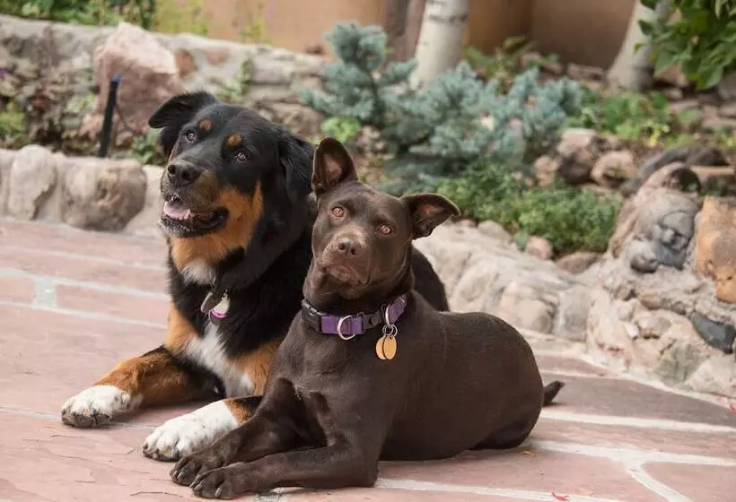 Отель Inn Of The Turquoise Bear