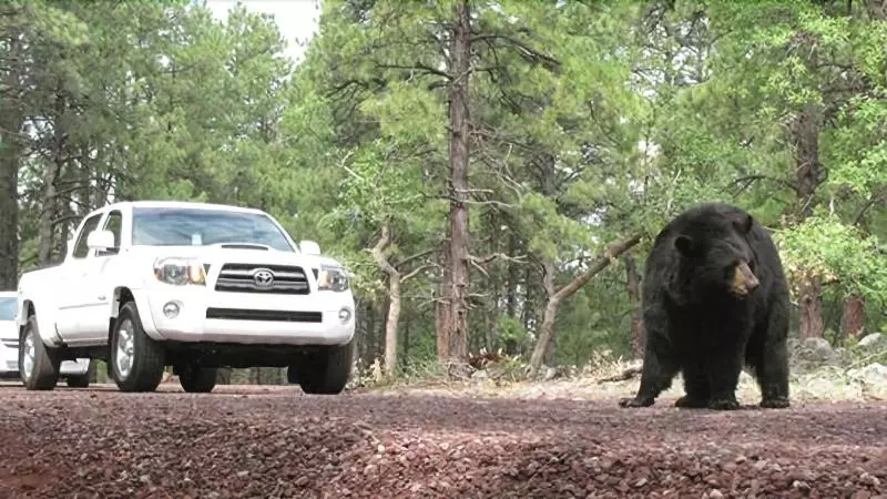 فندق على الطريق Star Route 66 Grand Canyon