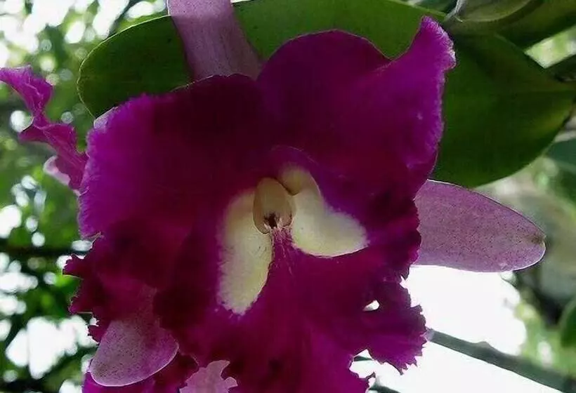 ホテル Banana Bank Lodge & Jungle Horseback Adventures