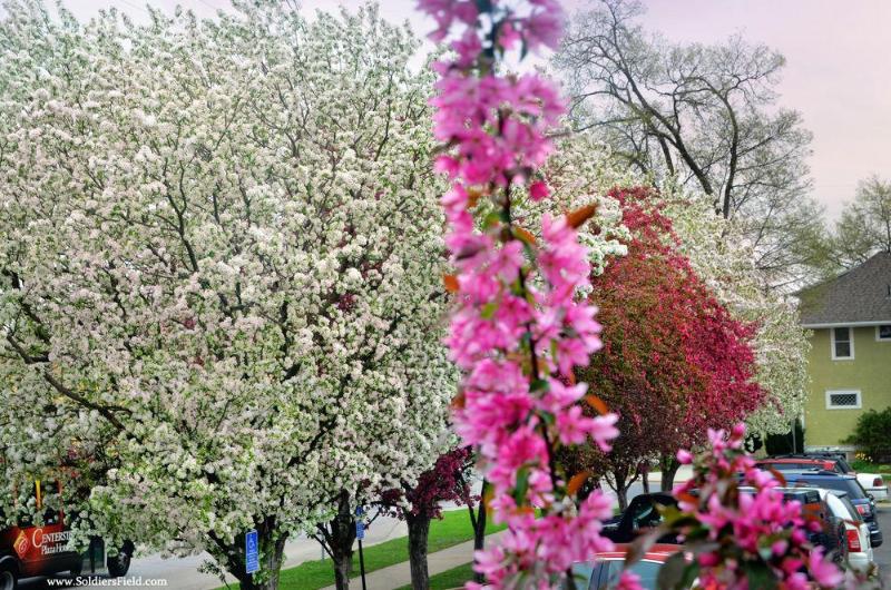 Centerstone Plaza Hotel Soldiers Field Mayo Clinic Area
