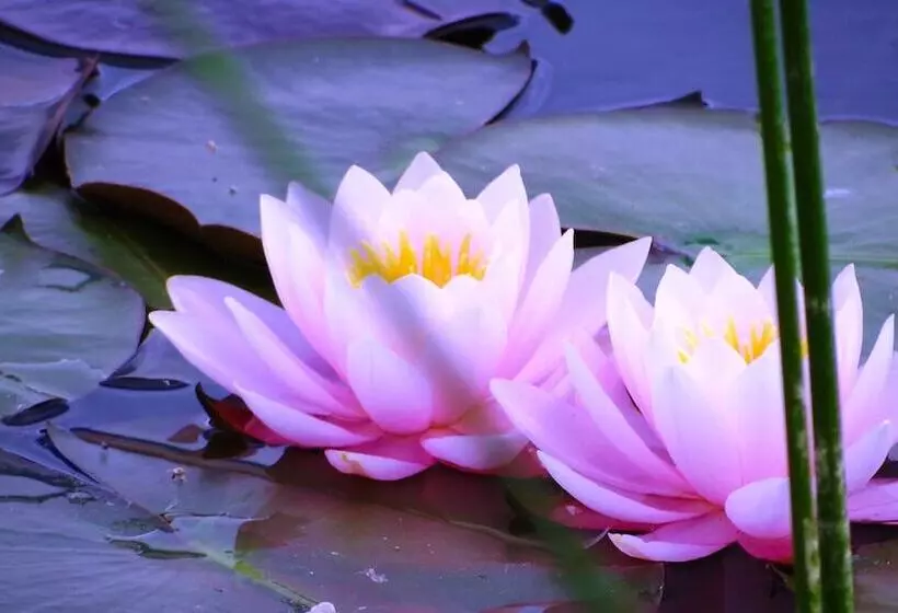 モーテル Civilia Lakeside By Civilia Golf Retreat